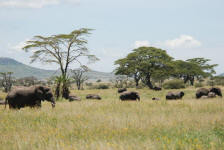 African Elephant Herd