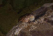 Noisy Frog