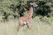 Young Giraffe