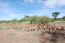 Grant's Gazelles