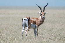 Male Grant's Gazelle