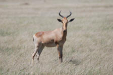 Hartebeest Horns