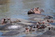Hippos