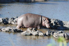 Hippo out of water