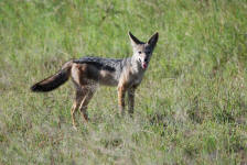 Jackal in Grass