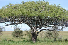 Leopard in Tree