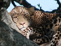 Napping Leopard