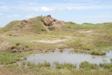Lions on a Kopje