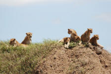 Pride of Lions