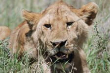 Lion Closeup