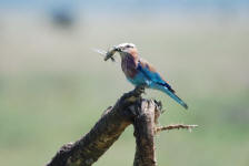 Roller with Snack