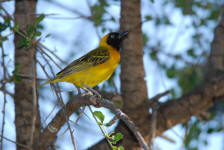 Yellow Weaver