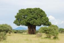 Baobob Tree