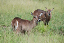 Waterbuck