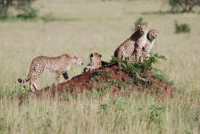 Slender Cheetah
