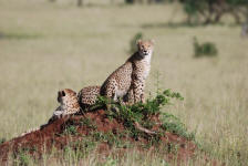 Cheetah Tears
