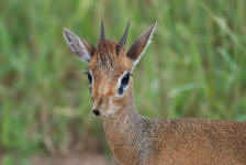 Dik-dik Closeup