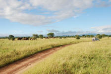 Elephants on the Range