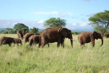 African Elephants