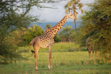 Masai Giraffe