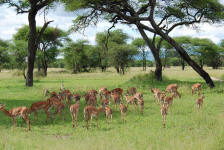 Grant's Gazelles