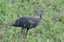 Guineafowl