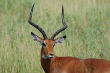 Impala