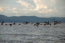 Storks at Maramboi