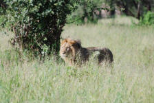 Male Lion