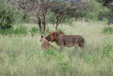 Mating Lions