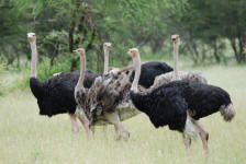 Ostriches
