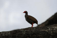 Red-necked Spurfowl