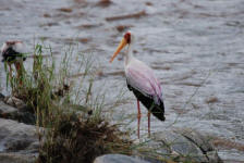 Yellow-Billed Stork
