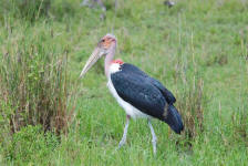 Marabou Stork