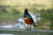 Superb Starling