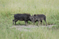 Warthogs Fighting