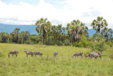 Zebras