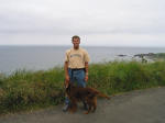 Irish Setter