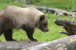 Black Bear