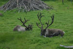Caribou