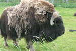 Musk Ox