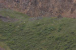 Dall Sheep