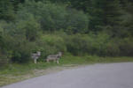 Grey Wolves
