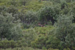 Bull Moose