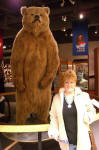 Brown Bear