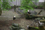 Rehabilitating Birds