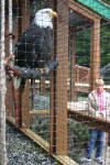 Magnificent Bald Eagle