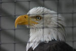 Raptor Features