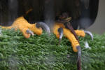 Another Raptor Feature