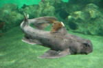 Weird-looking fish
